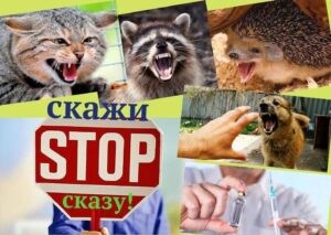 Подробнее о статье Згідно з Календарем заходів з громадського здоров’я на 2026 рік в кінці лютого на початку березня проводиться інформаційний Тиждень боротьби зі сказом