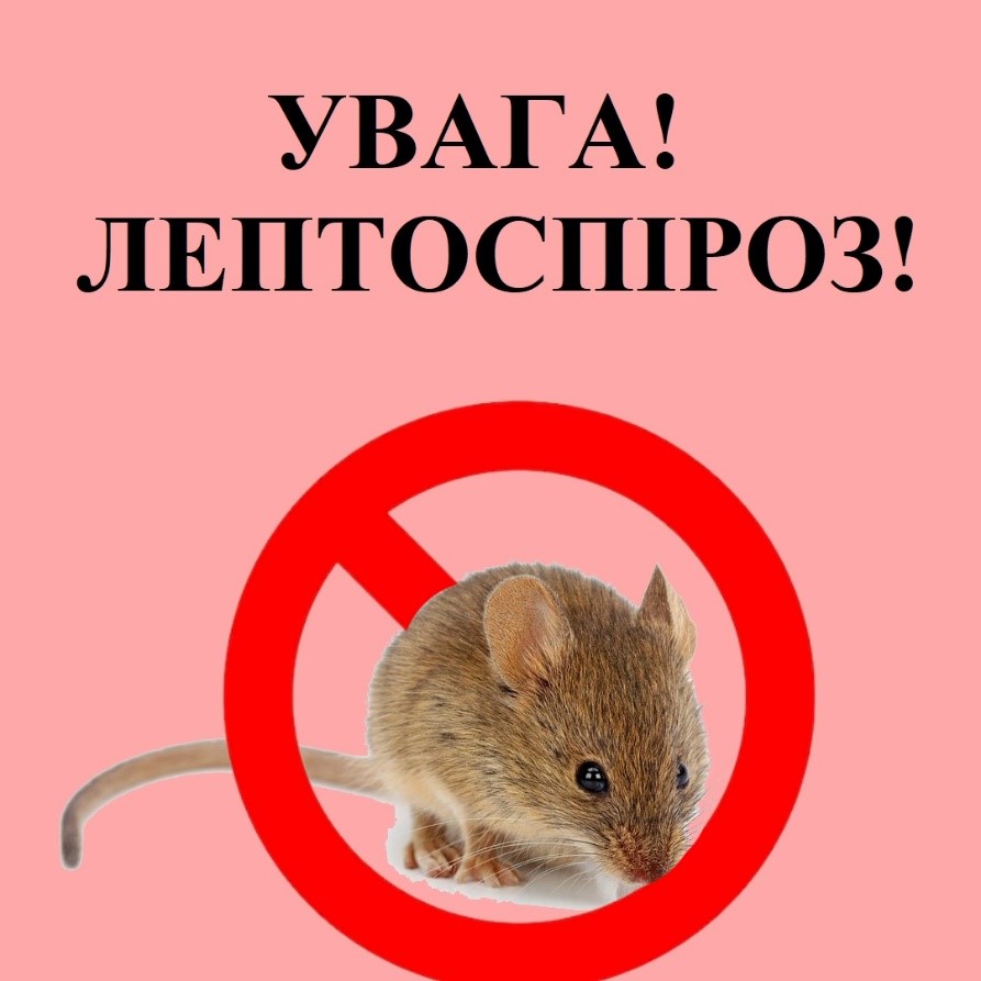 Подробнее о статье Обережно!  Лептоспіроз!